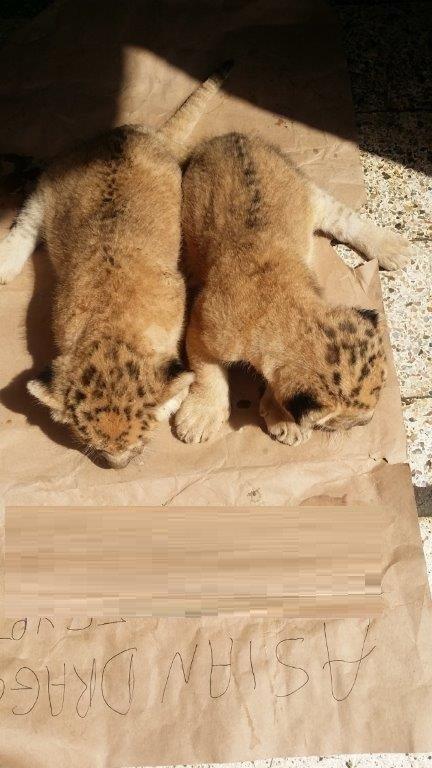Lions available