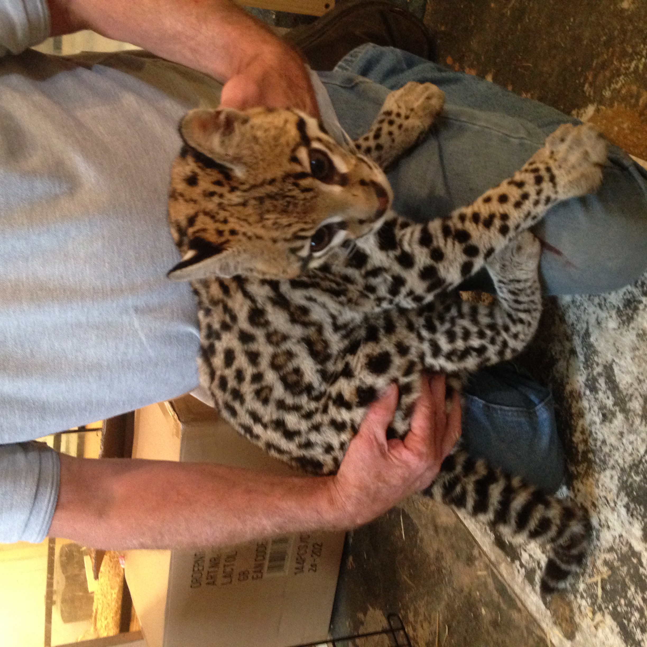 Ocelot and Fennec Foxes in Europe
