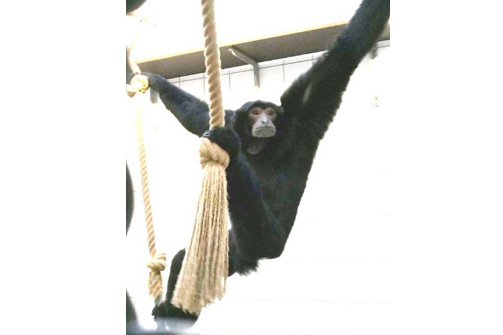 Offer of Siamang (Symphalangus syndactylus/ Hylobates syndactylus).
