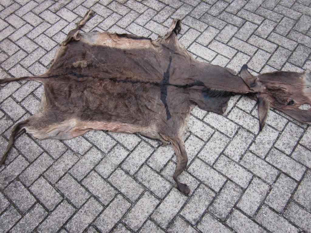 Wet salted donkey hides origin Senegal