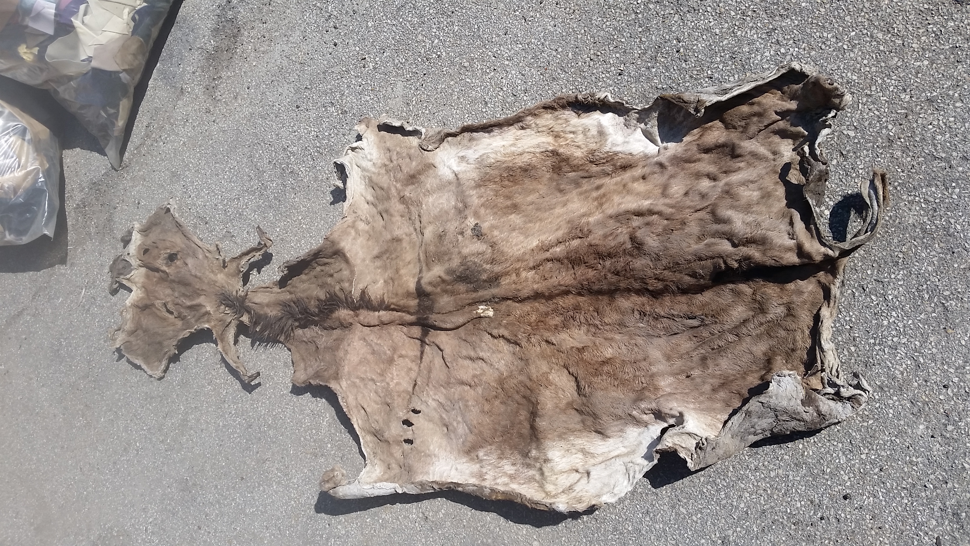 air dried donkey hides / Togo