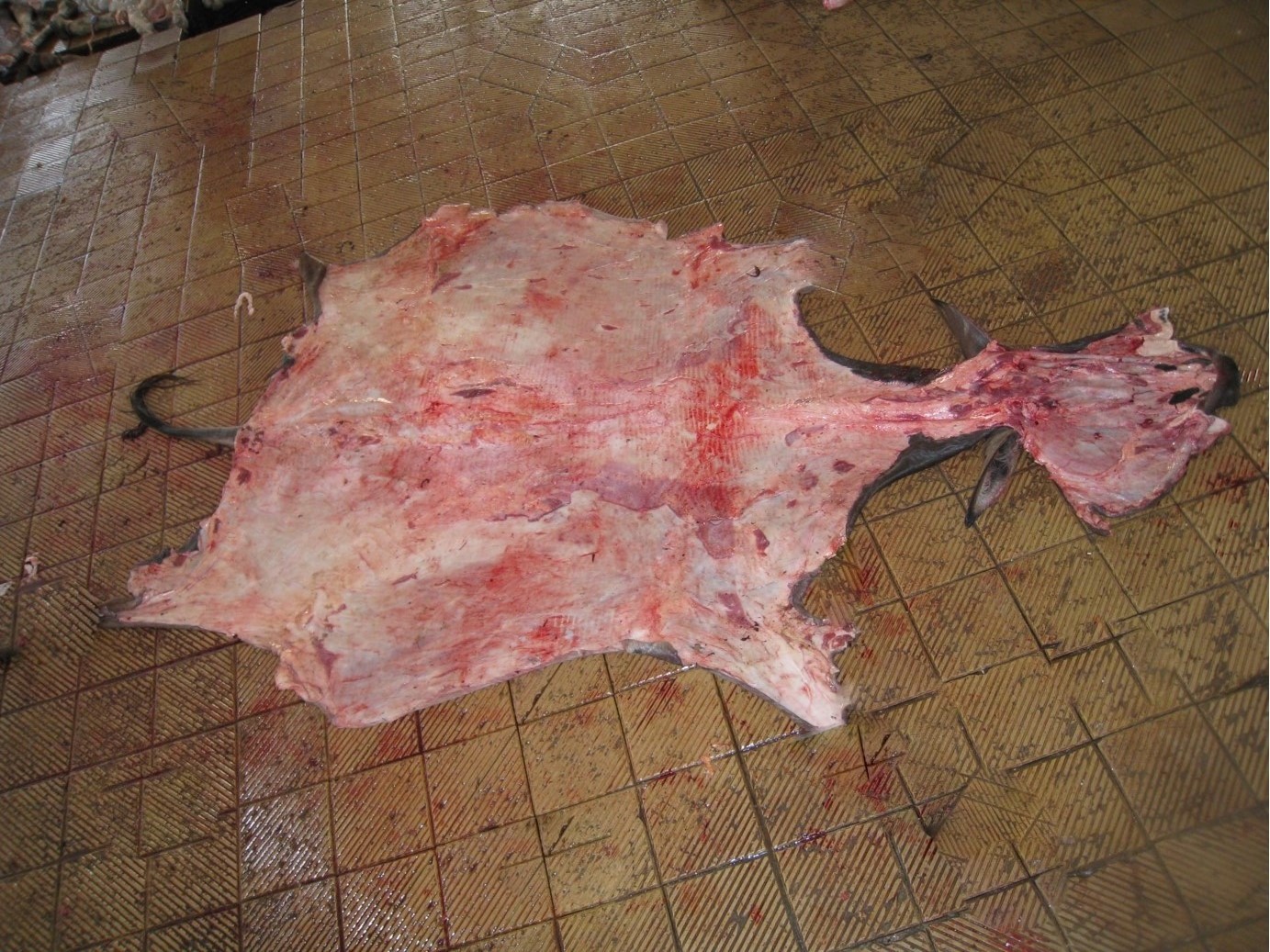wet salted donkey hides / Cameroon