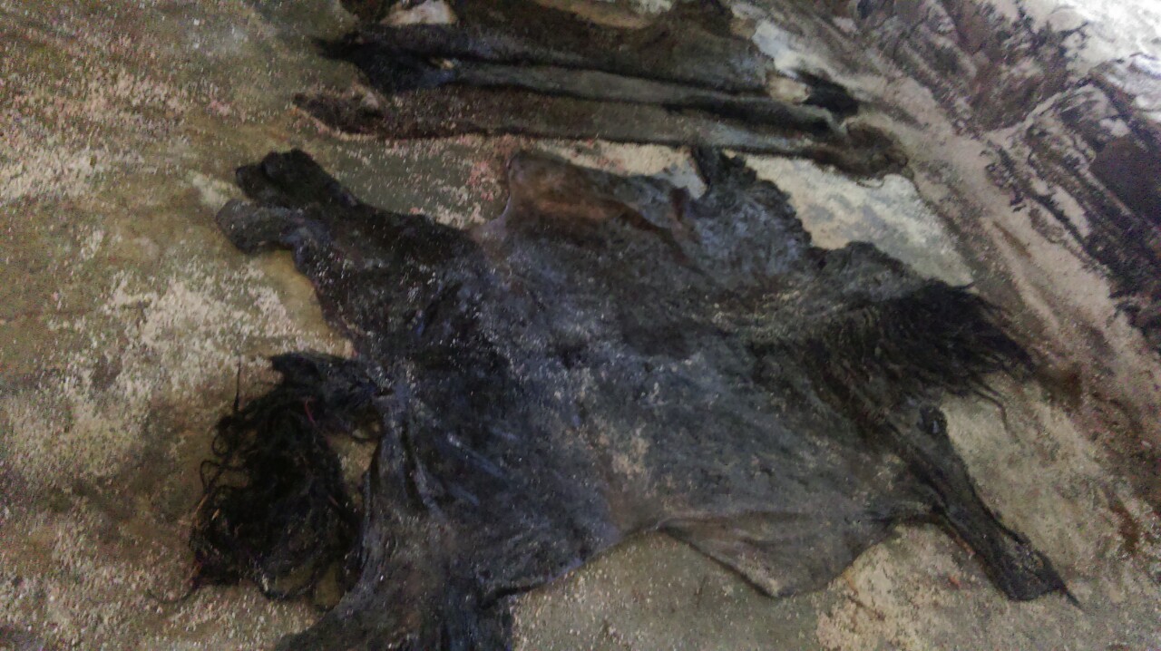 wet salted horse hides / Kosovo