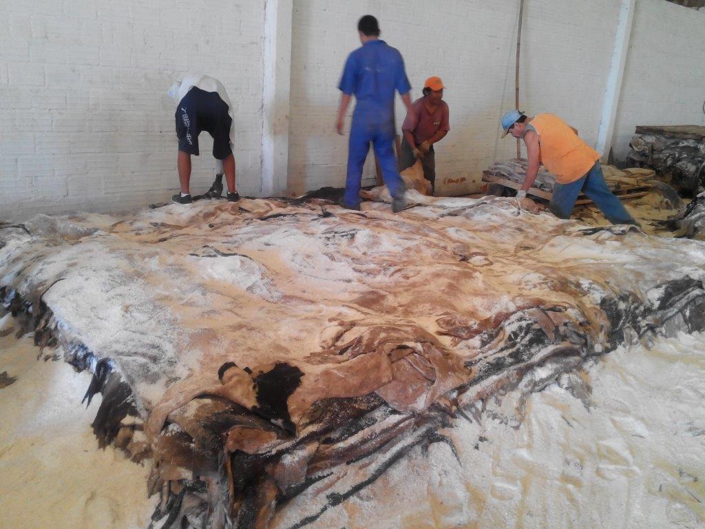 Wet salted steer/heifer hides