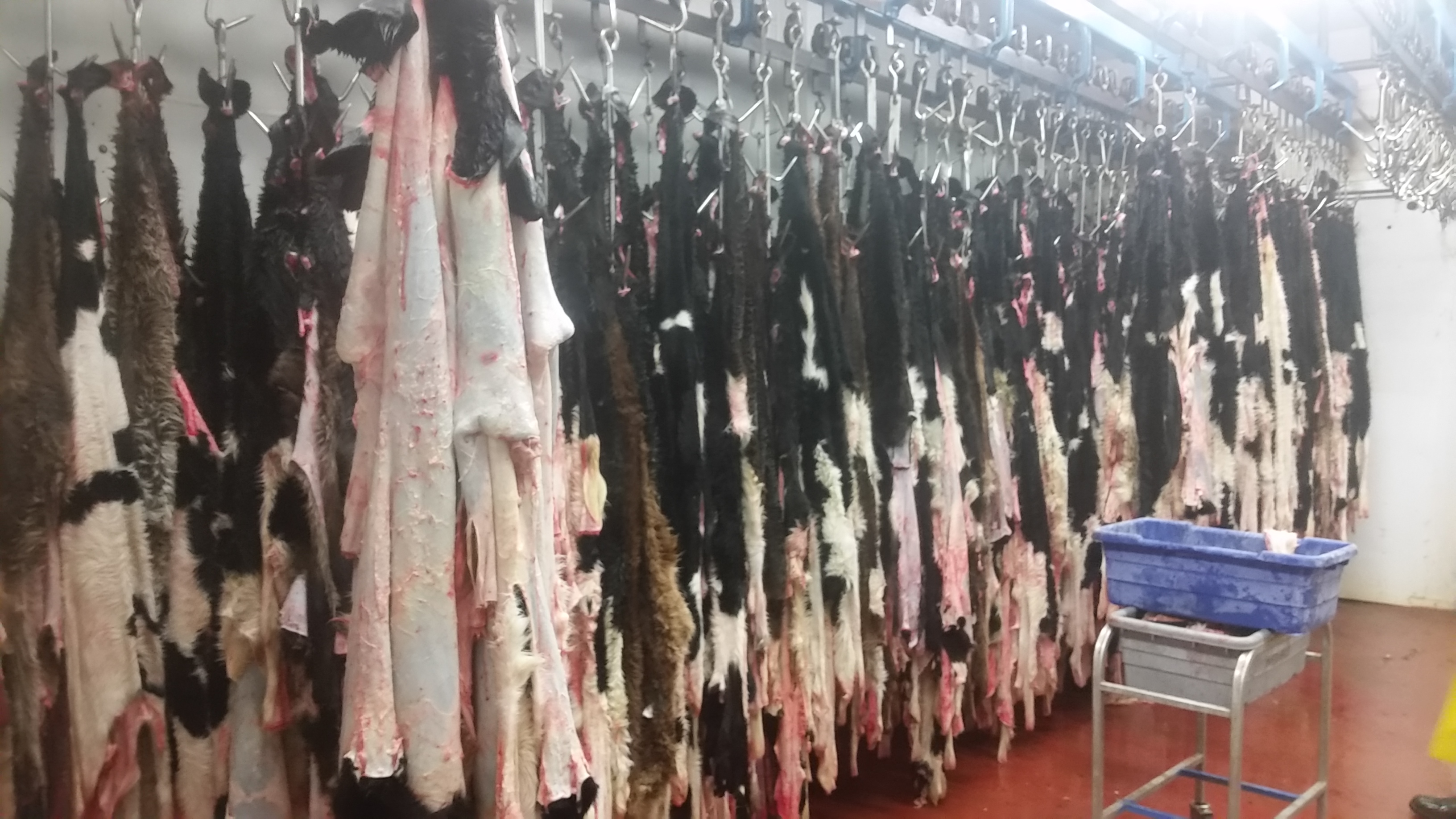 frozen BABY calf skins / USA