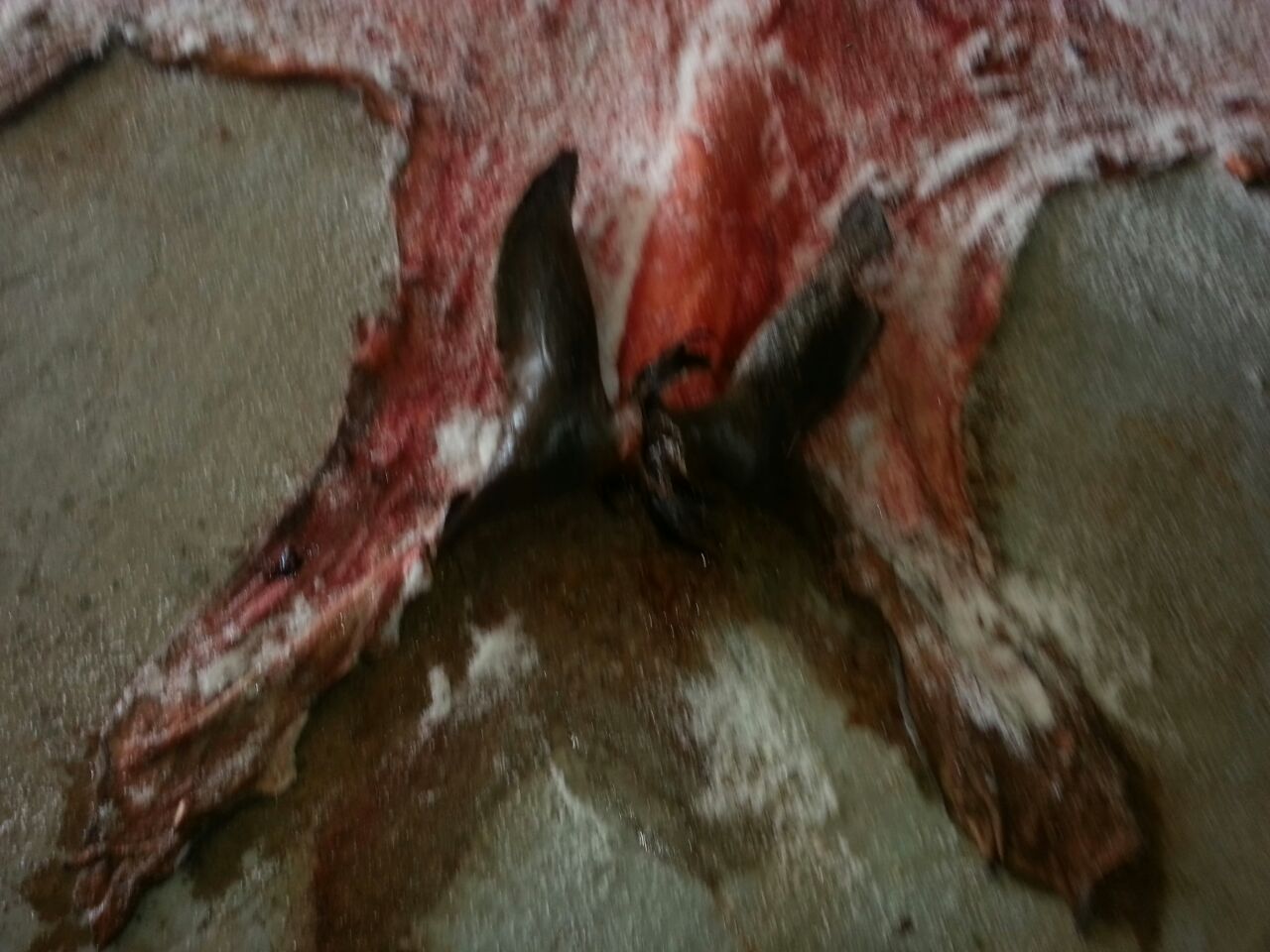 wet salted donkey hides / Cameroon