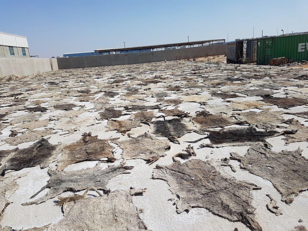 Dry salted donkey hides