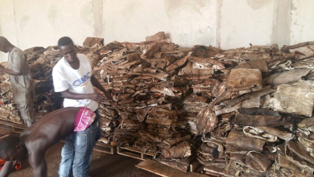 DRY salted donkey hides / Cameroon
