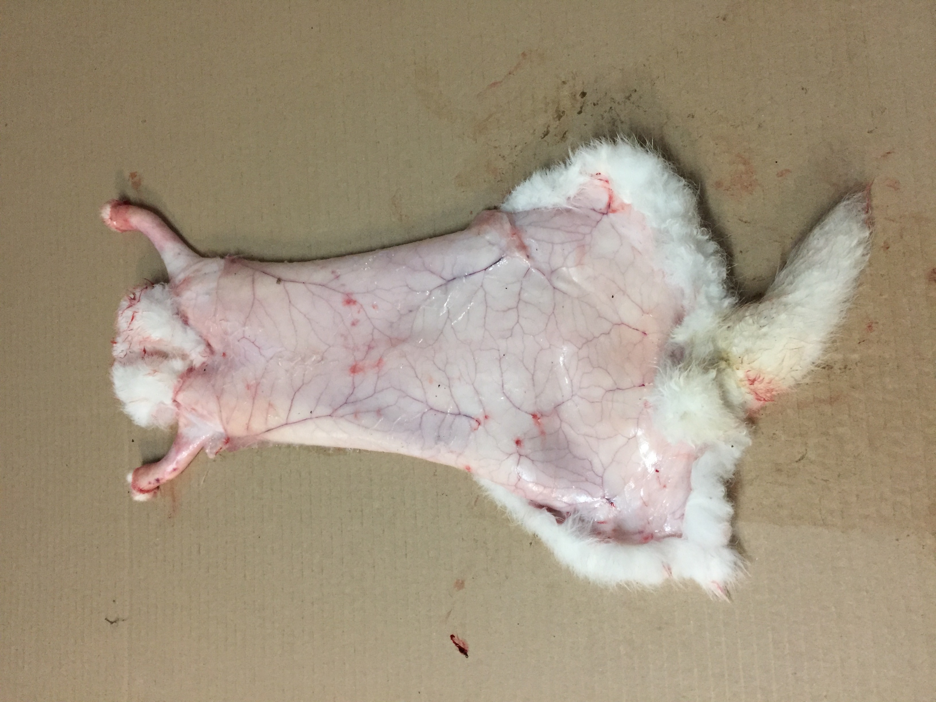 frozen rabbit skins / Poland (EU)