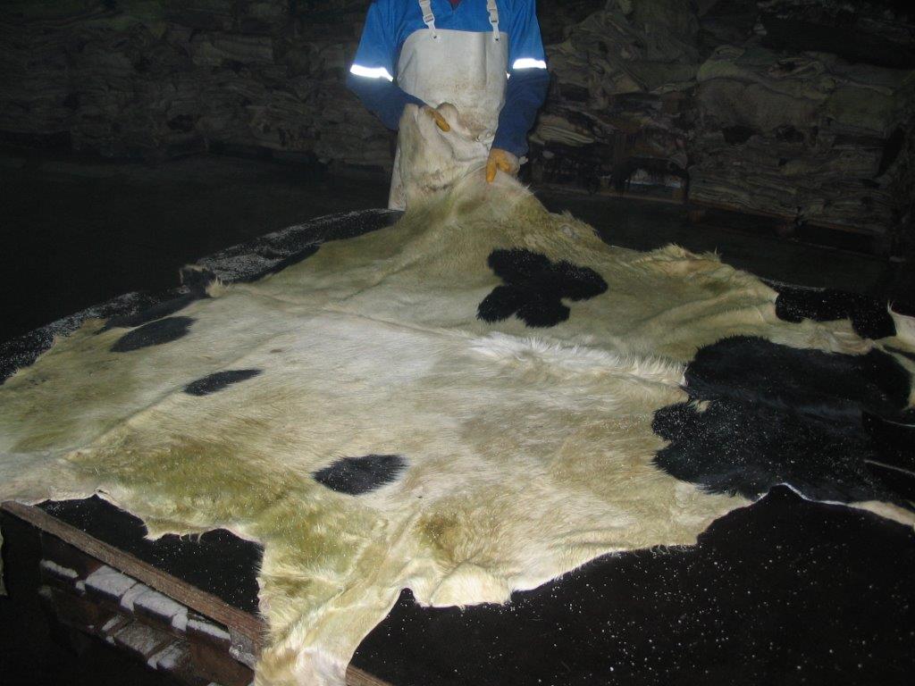 Wet salted cattle hides / Scandinavia