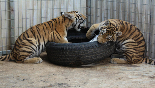 Offer of Siberian tiger (Panthera tigris altaica).