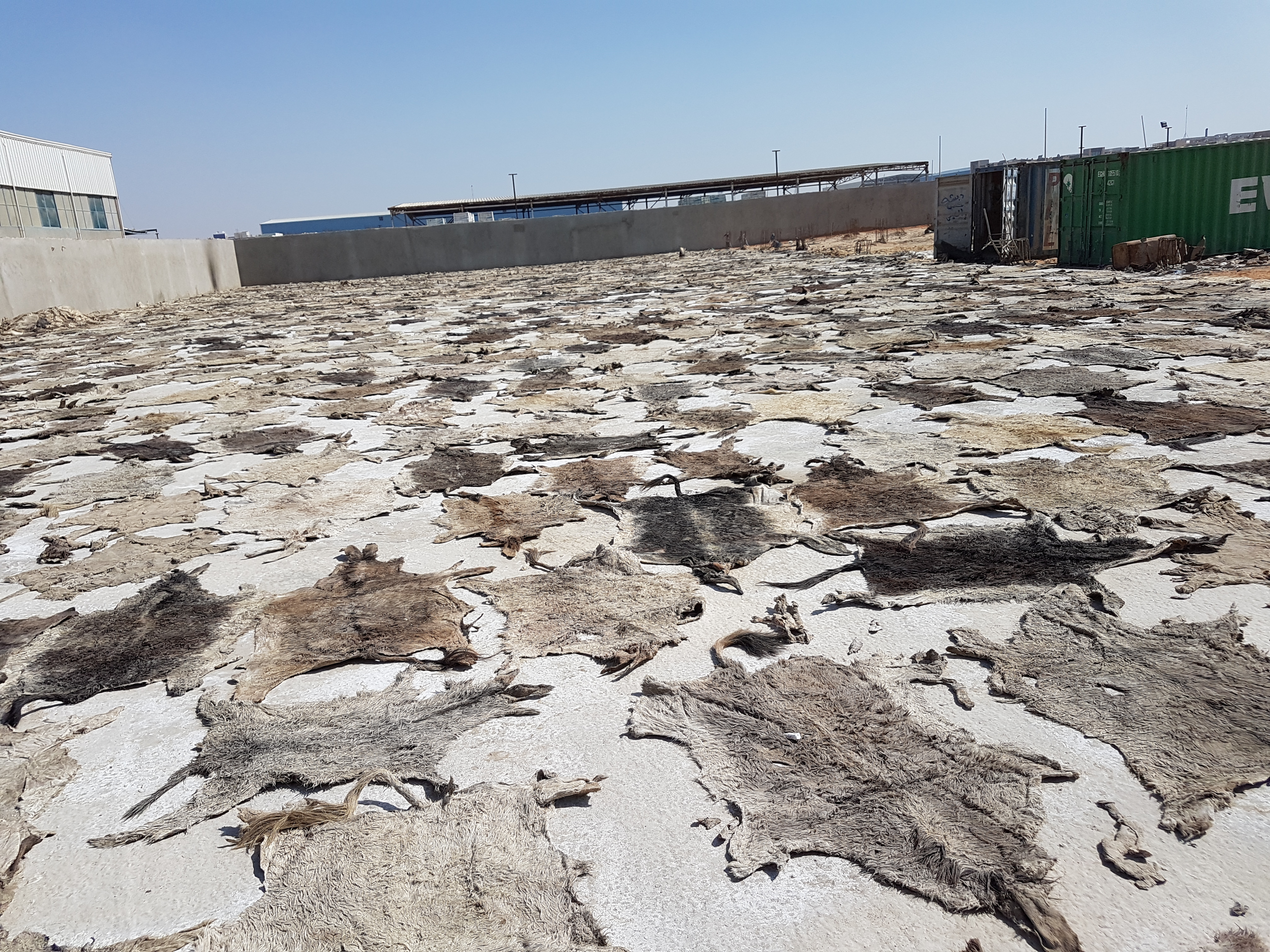 dry salted donkey hides / Cameroon 
