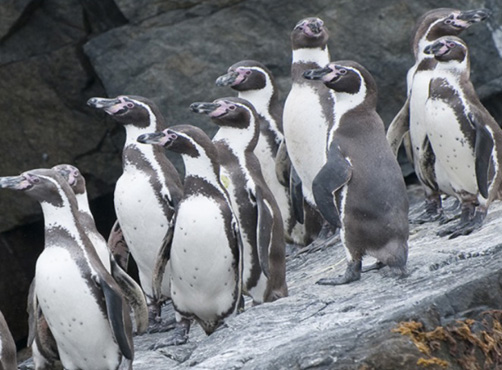 Humboldt penguin (Spheniscus humboldti).