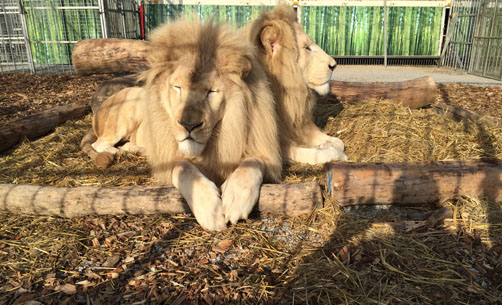 2 male White lion, captive bred, 2009. 