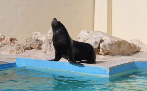 Offer of Patagonian sea lion (Otaria flavescens). 