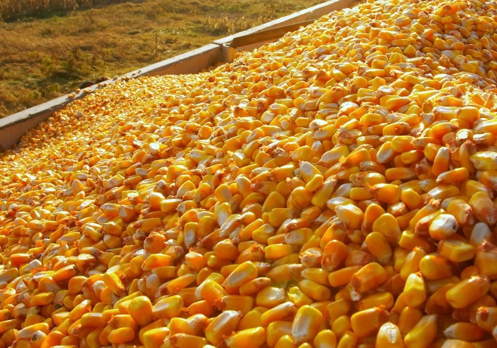 Offer of Yellow Corn from Brazil - Fresh Crop