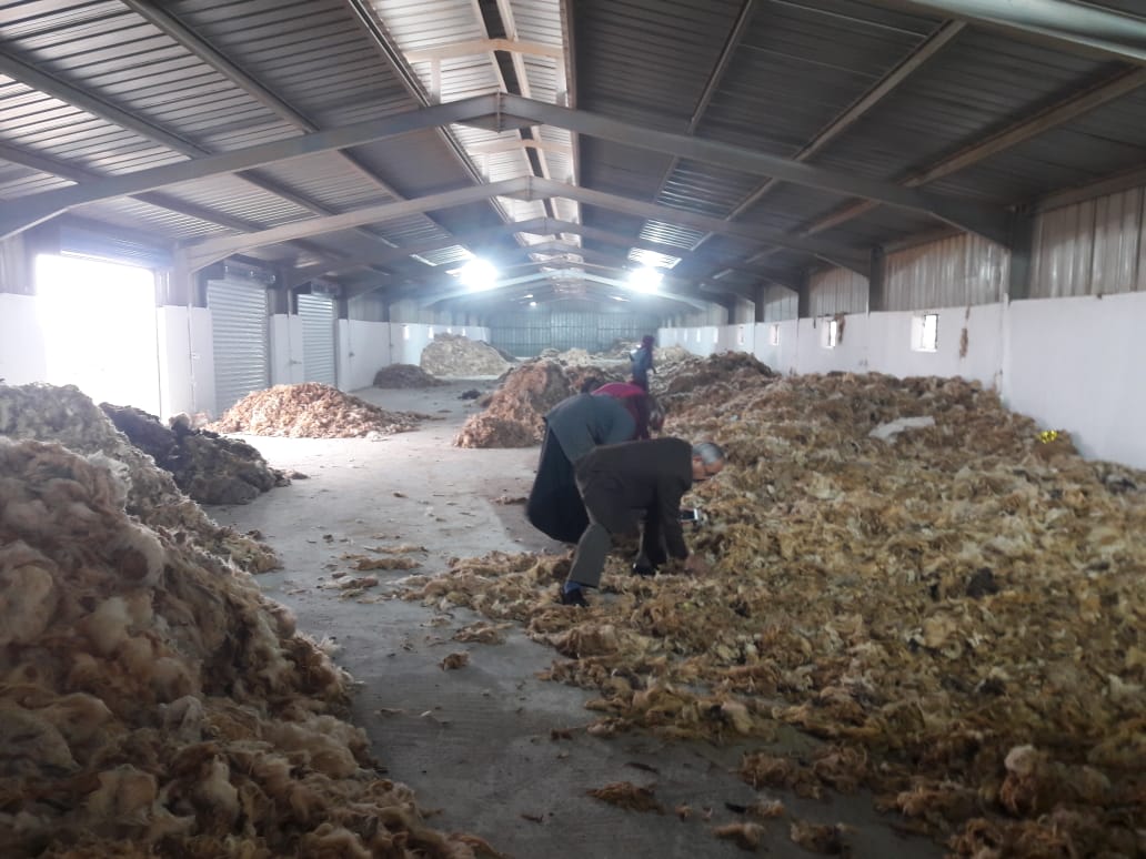 Sheep wool