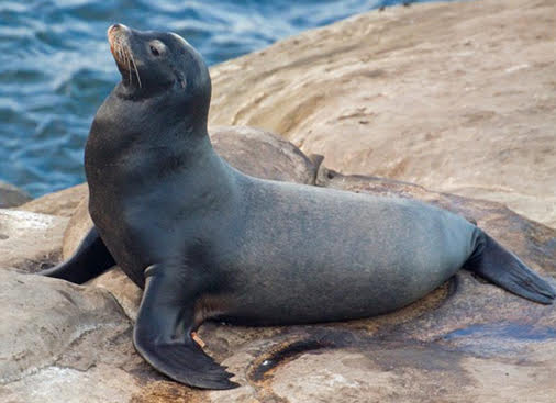 Available Species: Californian sealion (Zalophus californianus).