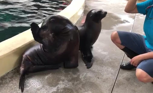 Available Species: Californian sealion (Zalophus californianus).