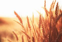 URGENT CIF SALE OF 30.000 TNS USA RED WHEAT