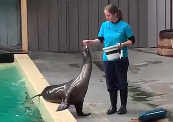 Available species: CALIFORNIAN SEALIONS (Zalophus californianus).