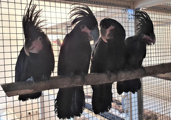 Available Species: PALM COCKATOO (Probosciger aterrimus)  