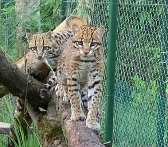 Available Species: OCELOT (Felis pardalis)  