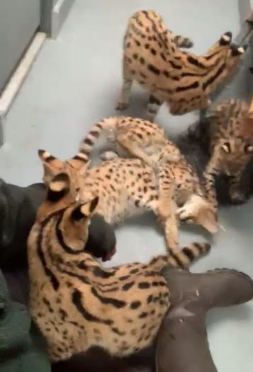 Available Species: SERVAL (Felis serval)  