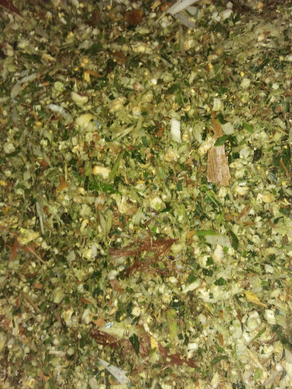 Corn Silage for animal feed