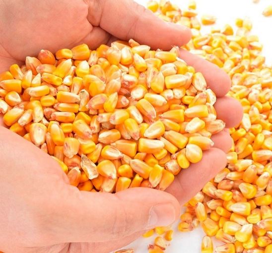 SUGAR AND CORN OFFER