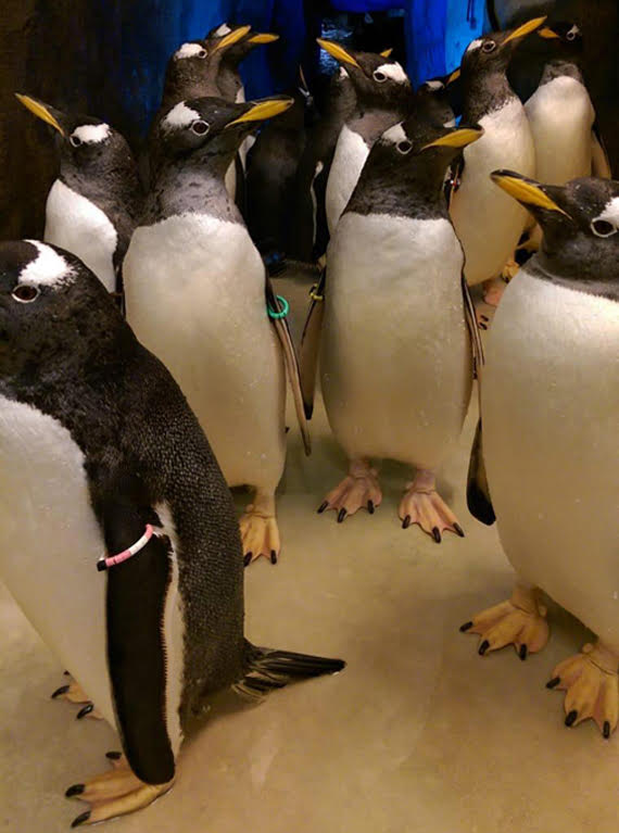 Available species: GENTOO PENGUIN (Pygoscelis papua)       