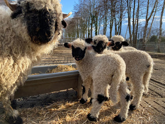  Available species: VALAIS BLACK-NOSE SHEEP (Ovis aries valais)       