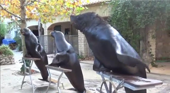  Available species: CALIFORNIAN SEALION (Zalophus californianus)       