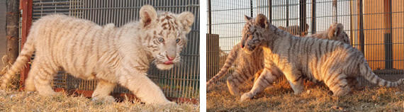 AVAILABLE: WHITE TIGERS