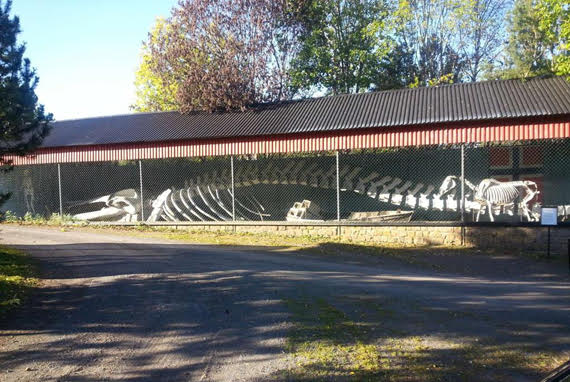 AVAILABLE: BLUE WHALE educational object for exhibition