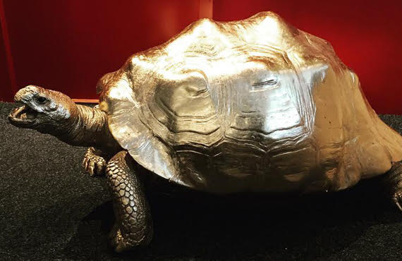 Golden giant tortoise.