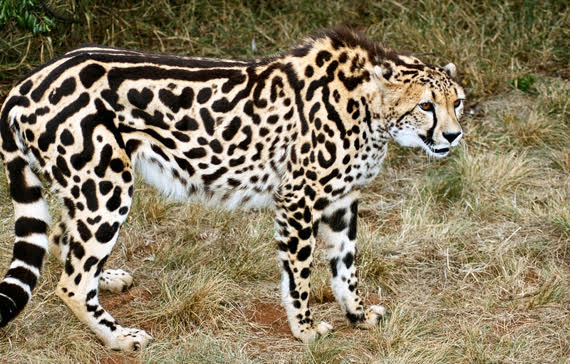 AVAILABLE: KING CHEETAH