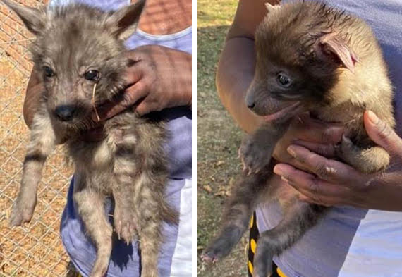 AVAILABLE: BROWN HYENA