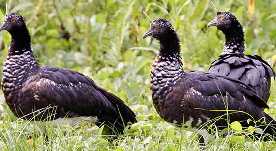 AVAILABLE: HORNED SCREAMER