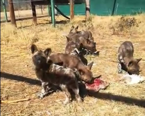 AVAILABLE: HUNTING DOGS