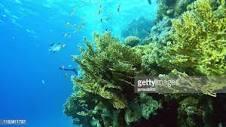 ORGANIC FERTILIZER produced from NARINE ALGAE - THE FUTURE HAS ARRIVED!