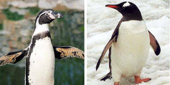 AVAILABLE: PENGUINS