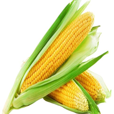 CORN - SCO OFFER