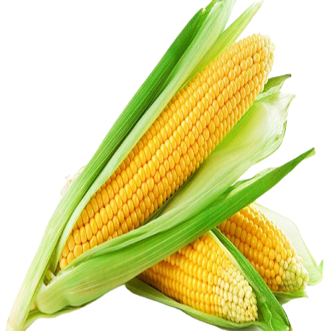 REVISED CORN OFFER (SCO)