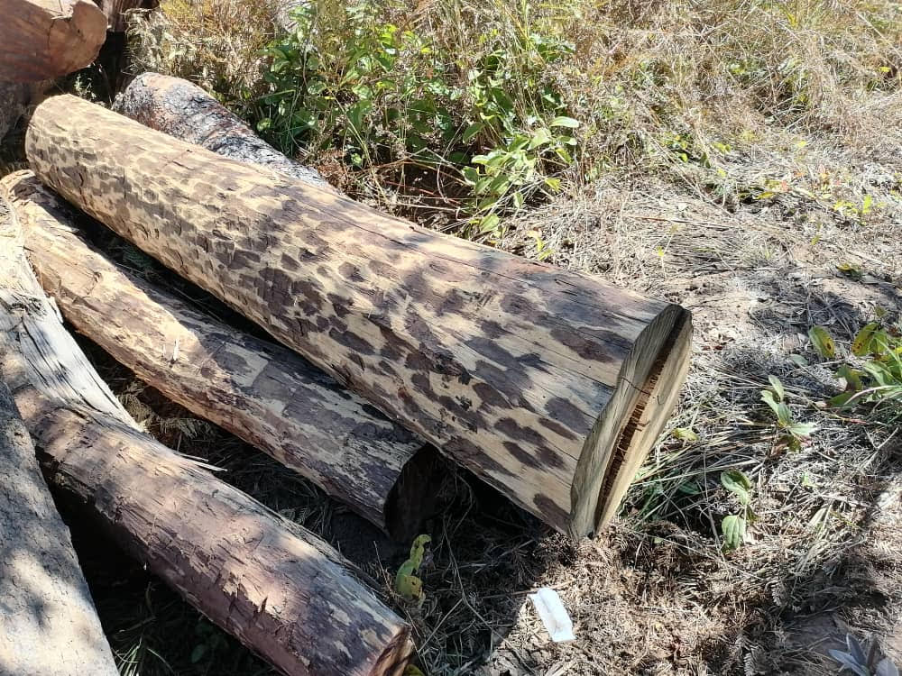 WOOD Mukula
