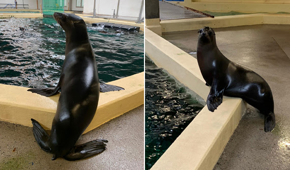 Available: Californian sealion (Zalophus californianus)