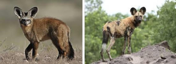 Available: Bat eared fox, Hunting dog  