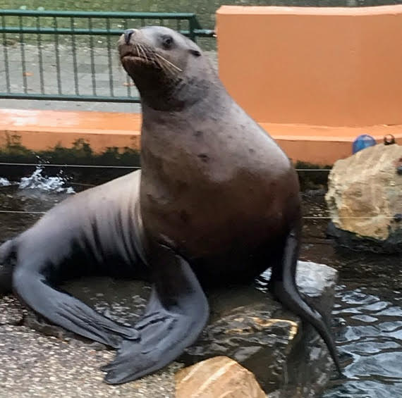 Available: Stellers sealions (Eumetopias Jubatus)