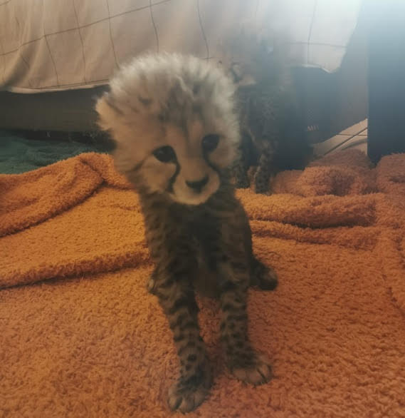Available species: Cheetah (Acinonyx jubatus).