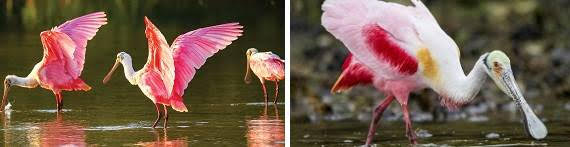 Available: Roseate spoonbills (Ajaia ajaja).